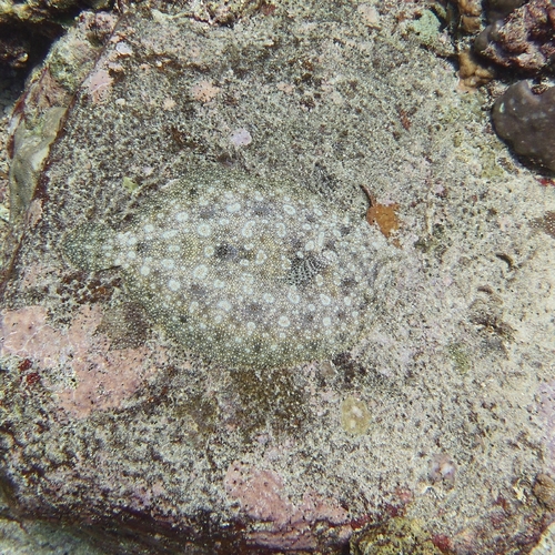 Aseraggodes observed 2026-08-30