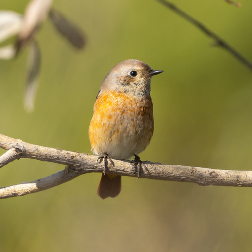 Common Redstart