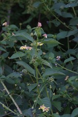 Lantana camara