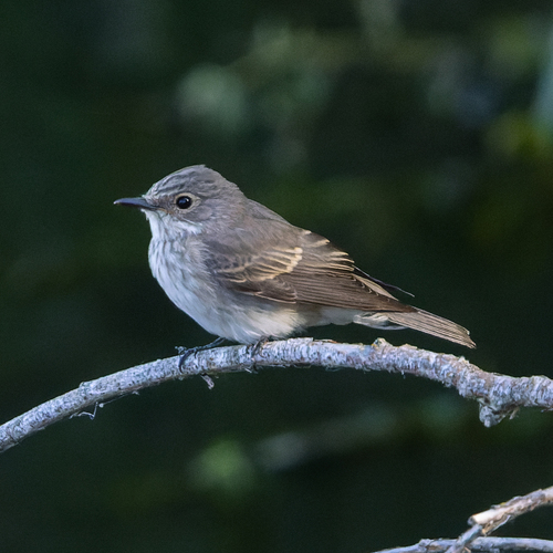 Spotted Flycatcher