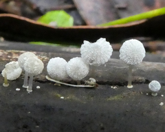 Mycena minya