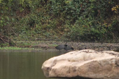 Eurasian Coot