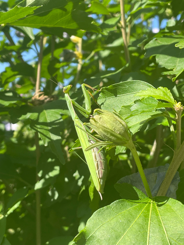 European Mantis