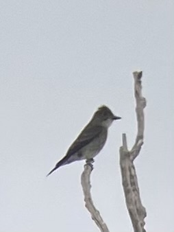 Olive-sided Flycatcher