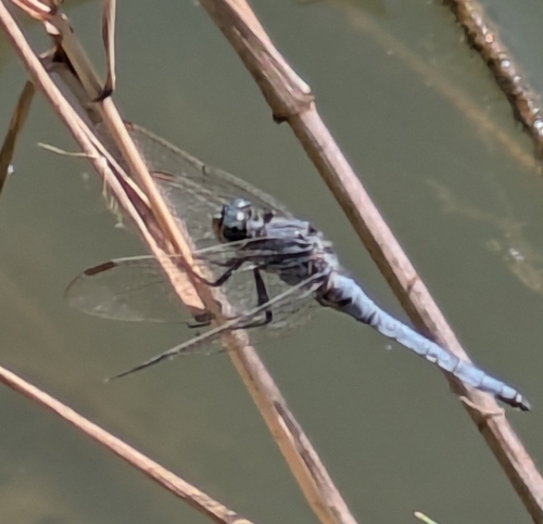 Keeled Skimmer