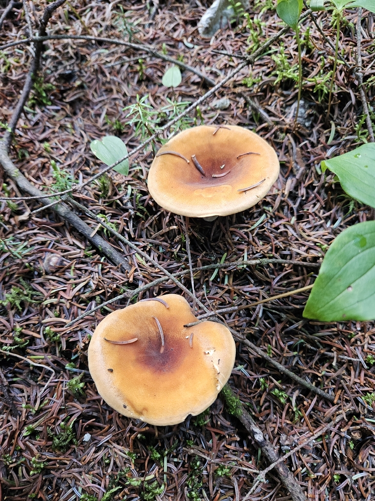 False Chanterelle · August 2026 · photo: Photo: no rights reserved · iNaturalist