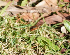 Sisyromyia rutila