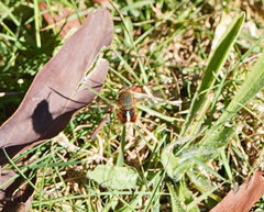 Sisyromyia rutila