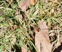 Sisyromyia rutila