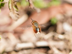 Sisyromyia rutila
