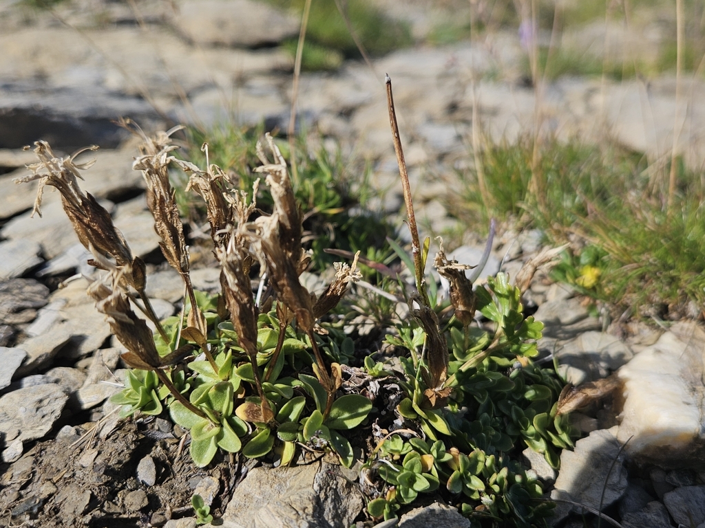 Gentiana brachyphylla; photograph (c) Alessia Guggisberg, some rights reserved (CC BY-SA)