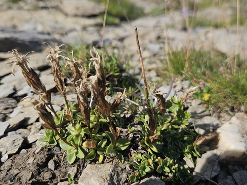 Gentiana brachyphylla