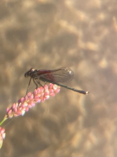American Rubyspot