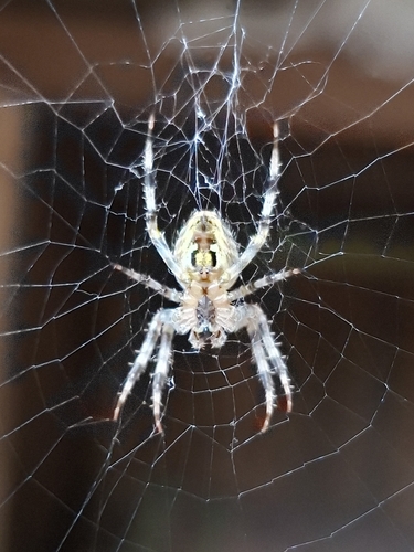 Cross Orbweaver