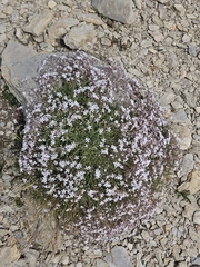 Gypsophila repens, photograph (c) Alessia Guggisberg, some rights reserved (CC BY-SA)