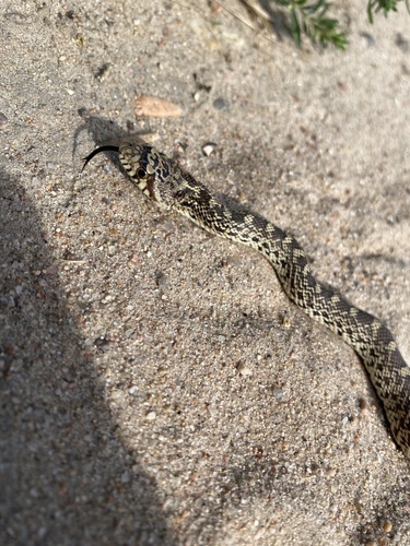 Bullsnake