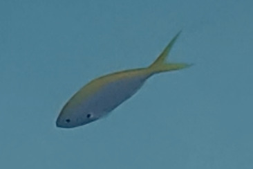 Caesio xanthonota observed 2026-08-30