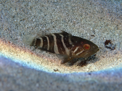 White Grouper