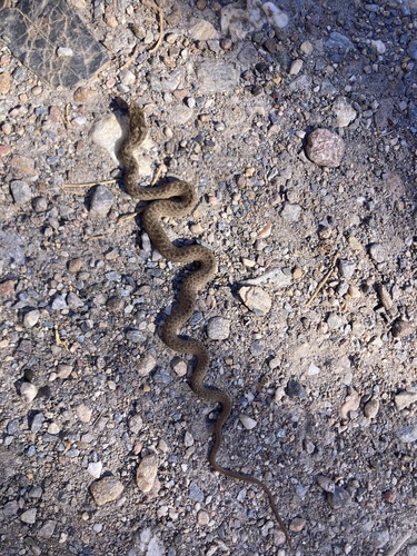 Western Montpellier Snake