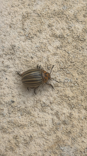 Colorado Potato Beetle