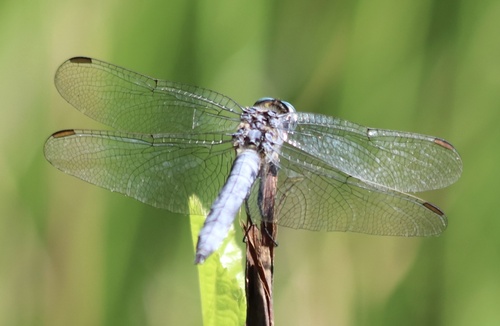 Keeled Skimmer