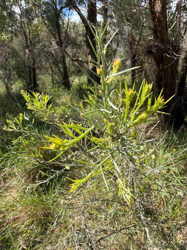 Jacksonia furcellata, photograph 3