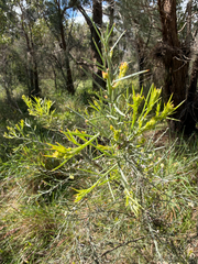 Jacksonia furcellata, photograph (c) smathichong, some rights reserved (CC BY)