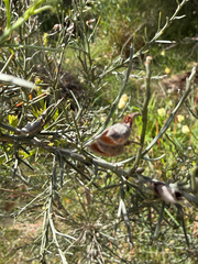 Jacksonia furcellata, photograph (c) smathichong, some rights reserved (CC BY)