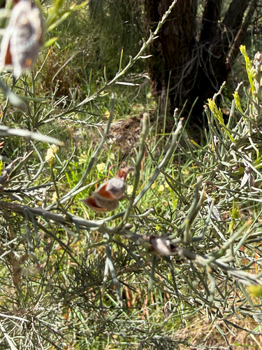 Jacksonia furcellata