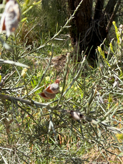 Jacksonia furcellata