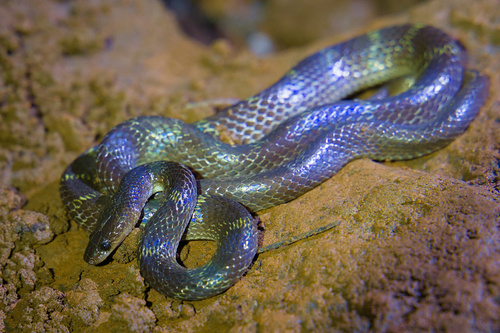 Travancore Wolf Snake