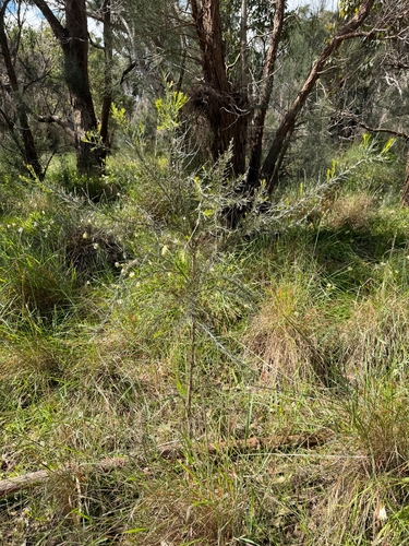 Jacksonia furcellata, photograph 4