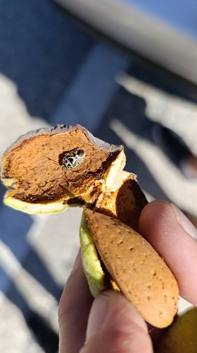 red cabbage bug