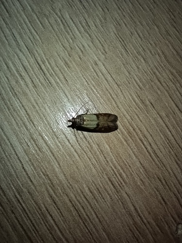 Indian-Meal Moth