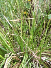 Carex elongata
