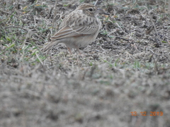 Mirafra erythroptera