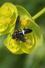 Tenthredo bifasciata