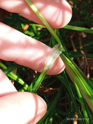 Carex divulsa, photograph 6