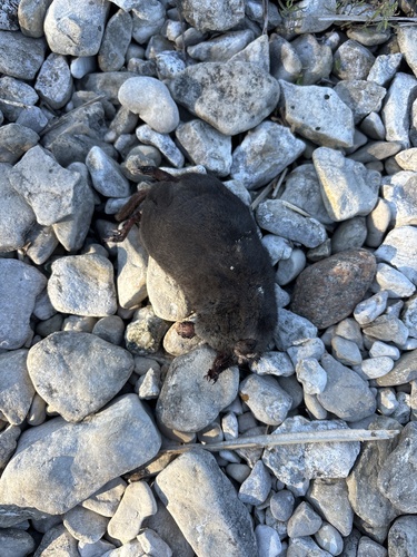 Star-nosed Mole observed by j_lawrence9567
