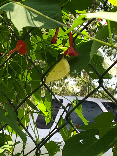 Cloudless Sulphur