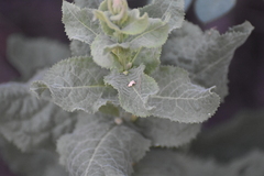 Acourtia wrightii, photograph author not stated, no rights reserved