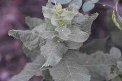 Acourtia wrightii, photograph author not stated, no rights reserved