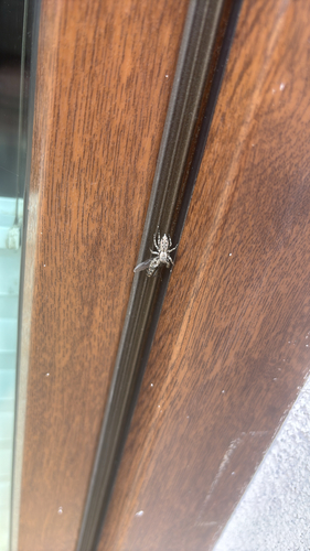 Fencepost jumping spider