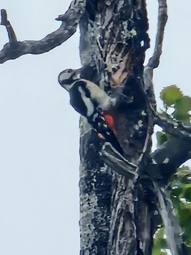 Great Spotted Woodpecker