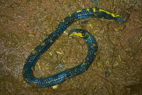 Bombay Earth Snake