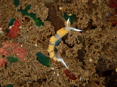 Moridilla brockii