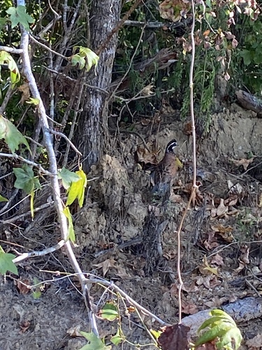 Northern Bobwhite observed by sheastatenms