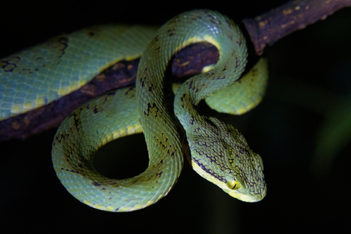 Common Bamboo Viper