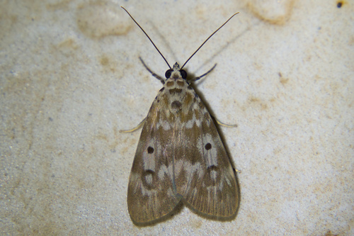 Carissa Tiger Moth