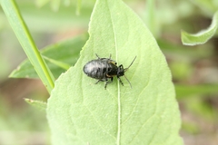 Arima marginata
